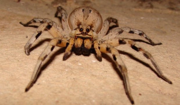 В Австралії павук викликав паніку та поліцію