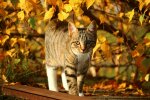 Осінь, фото: pxhere