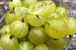 Крыжовник, фото из свободных источников