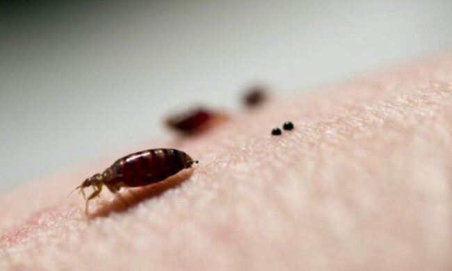 Укуси клопів