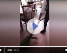 Безстрашна офіціантка видворила варана