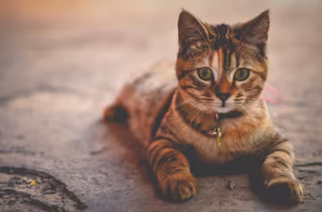 кошка, фото pxhere