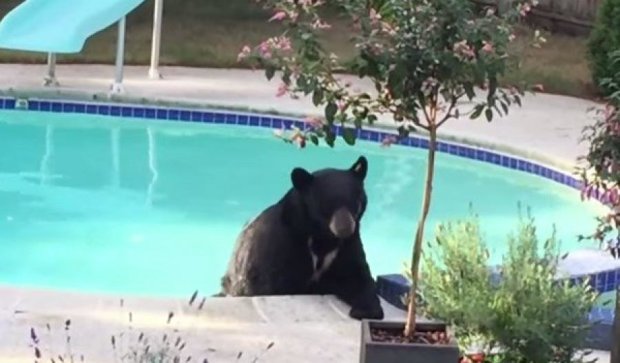 Канадская пара обнаружила медведя в своем бассейне (видео)