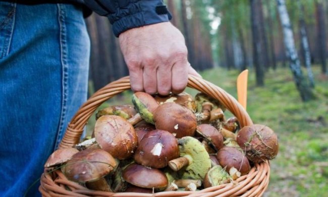 Будьте внимательны: грибы массово косят украинцев  