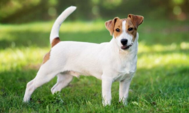 Вы не сдержите слез! Пес спас птичку и теперь скучает без нее