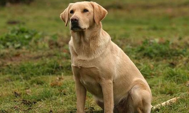 Мережу підірвав лабрадор, що керує каяком (відео)