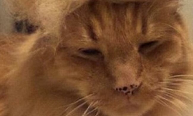 Коти із зачіскою Дональда Трампа очікують результатів виборів (фото)