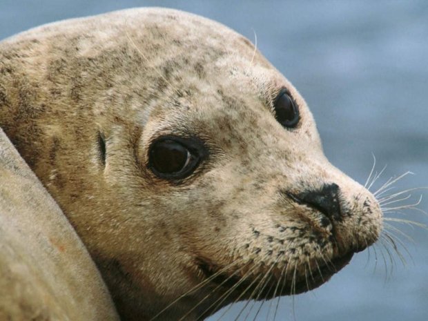 Тюлень жорстко відшмагав туриста восьминогом: відео