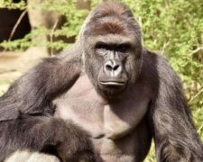 У Штатах трирічна дитина опинилась у клітці з горилою