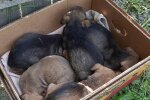В Днепре под двери приюта подбросили двадцать больных малышей - пищат и плачут, нужна помощь