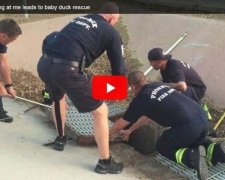 Рятівники каченят стали героями соцмереж