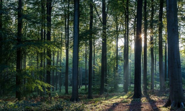 Ліс. Фото Факти про все на світі
