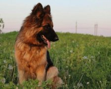 До сліз: зворушливу історію порятунку собаки з колодязя зняли на відео