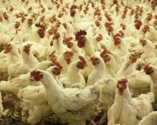 Гройсман подарує курячому королю мільярди бюджетних грошей