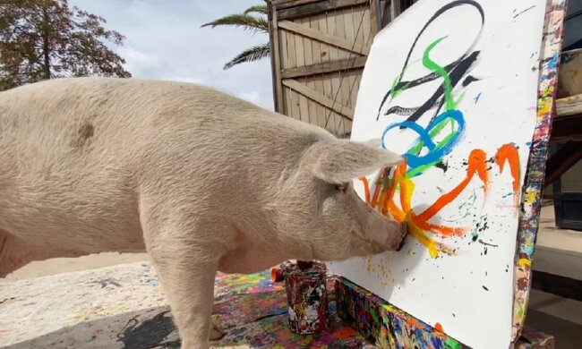 Рисующая свинья, фото: Facebook