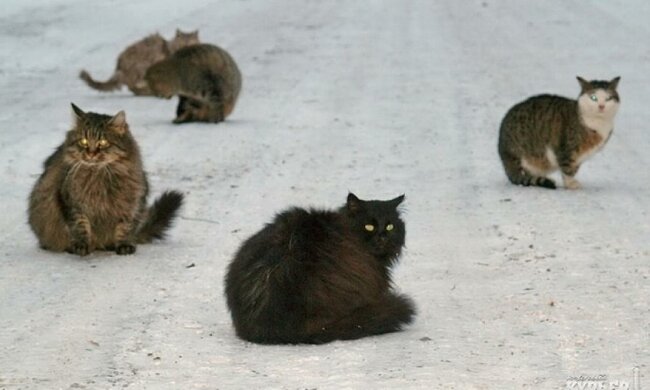  Одесские коты от голода перекрывают дороги (фото)