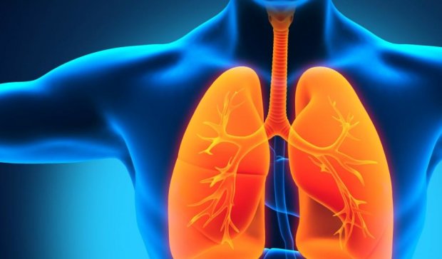 Медики навчилися вирощувати штучні легені