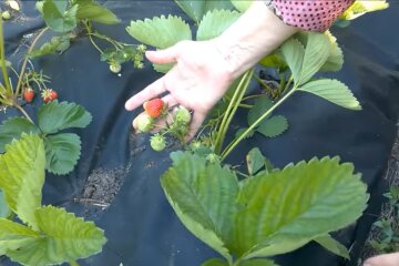 Клубника, скриншот из видео