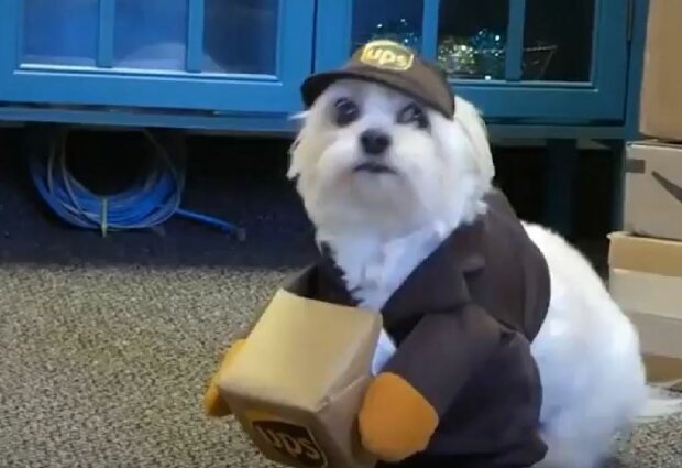 Собака почтальон по кличке "Печенька", скриншот: Instagram