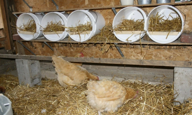 Курки, кадр з відео