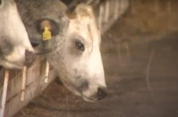 Серая украинская корова, фото: скриншот из видео