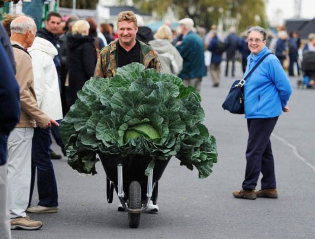 Биологи нашли способ выращивать овощи-гиганты