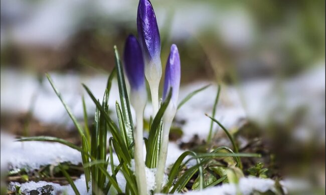 весна, фото: pixabay