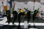 Астронавти NASA з'їли перший урожай вирощеного на МКС перцю, фото з twitter