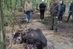 Госэкоинспекторы спасли лося
