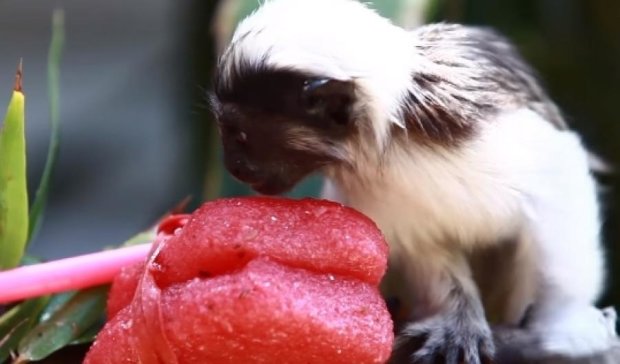 Как маленькие обезьянки кушают мороженое
