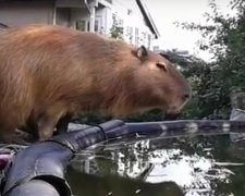 Морська свинка стала чемпіоном зі стрибків у воду (ВІДЕО)
