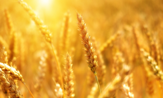 Поле, сільське господарство / фото: Pixabay