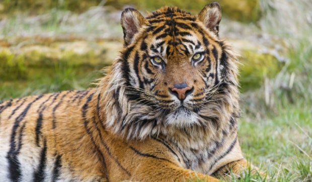 В польском зоопарке редкий тигр разорвал своего смотрителя
