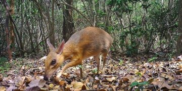 Миниатюрный олень, фото: Southern Institute of Ecology / Global Wildlife Conservation