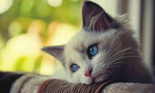 Девушка внезапно получила инвалидность. Всему виной бездомная кошка, которую она приютила