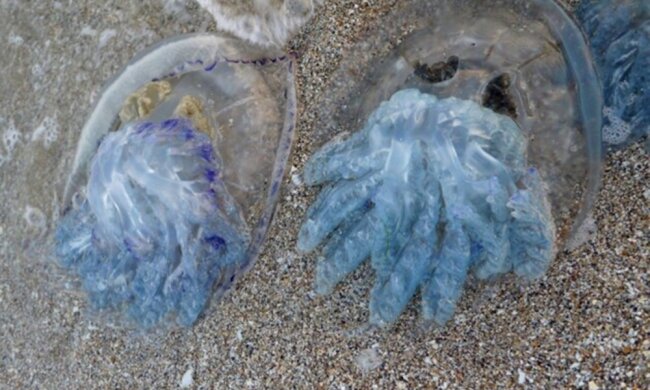 медузы в Черном море, фото 0629.com.ua