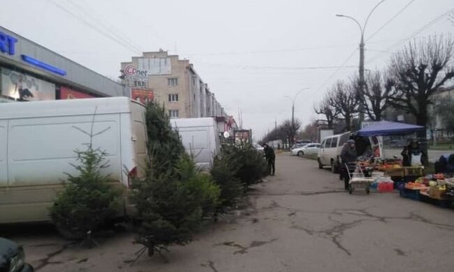 В Черновцах начали продавать пушистых красавиц, Новый год на носу