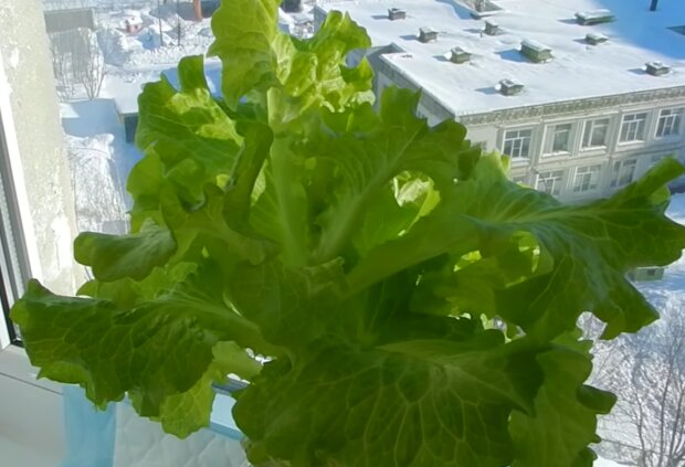 Выращивание листьев салата, скриншот с видео