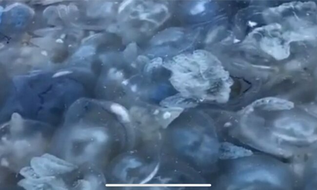 Медузы заполонили курорты Запорожья, скользкая жижа вместо моря - можно консервировать