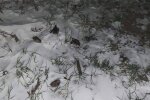 Нелюди выбросили на лютый мороз сотню животных из Красной книги: "Когда неучи поймут?"
