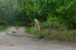 Голий дніпрянин переплутав вулицю з нудистським пляжем - засвітив причандалля на все місто і втік в кущі