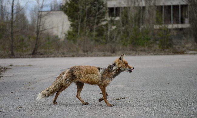 Чорнобиль заполонили рідкісні тварини: такого не побачите у зоопарках