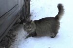 Кошка спасла малыша: lifeplace2.site