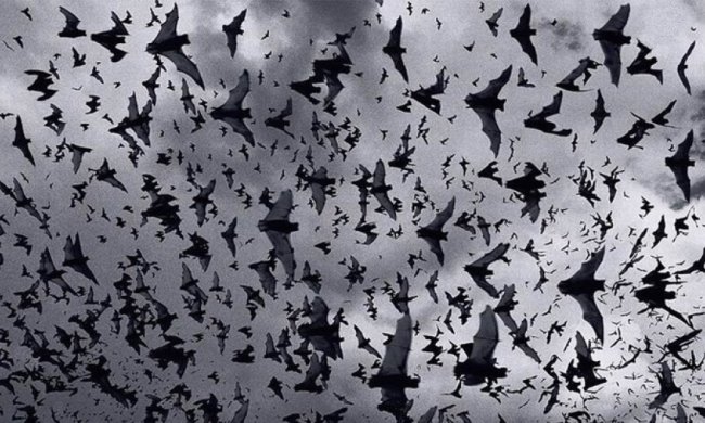 Тернопіль атакують червонокнижні кажани