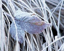 Погода на 22 листопада: морози не пошкодують нікого