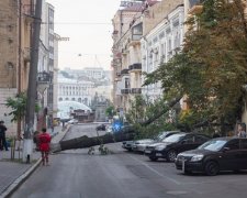 В Киеве огромное дерево раздавило "донецкий" джип (фото)