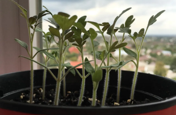 Рассада, изображение из свободных источников