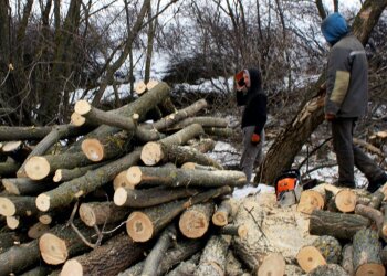 Дрова, скриншот: YouTube