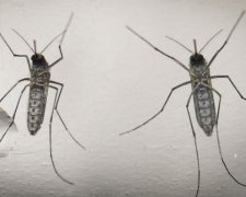 ГМО-комарів кинули на боротьбу з вірусом Зіка