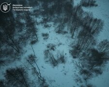 незаконна вирубка лісу